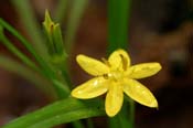 Hypoxis_hirs