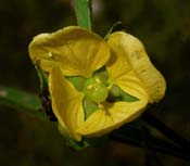 Ludwigia_alt