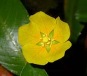 Ludwigia_pep