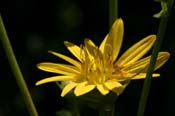 Silphium_trif