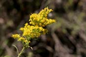 Solidago_miss