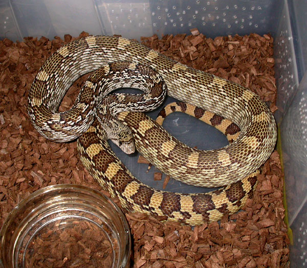 Pituophis_c_a_7-303_4687