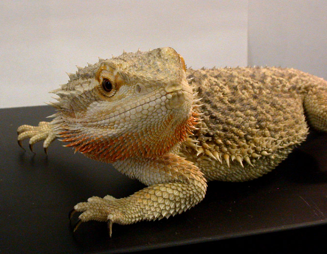 Pogona_vitt_6718