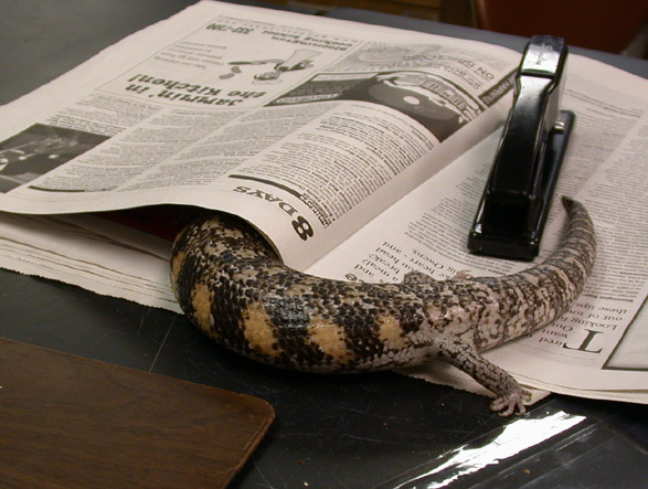 Tiliqua_sc_1225