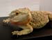 Pogona_vitt_6718