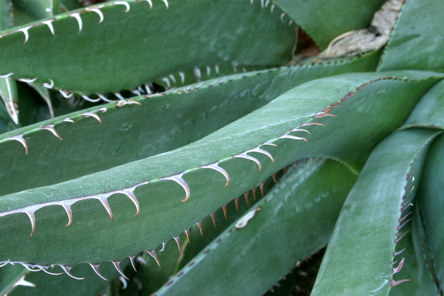 Agave_des_11-3003_6132