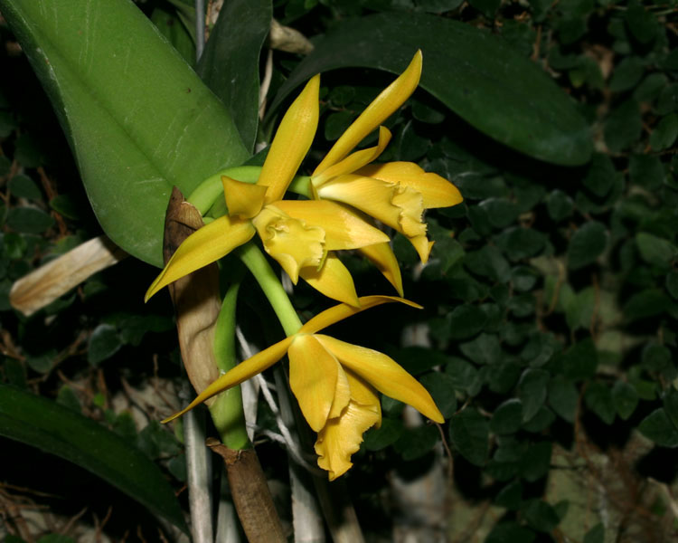 Cattleya_11-2603_0227