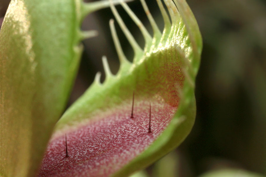 Dionaea_mus_12-1303_6337