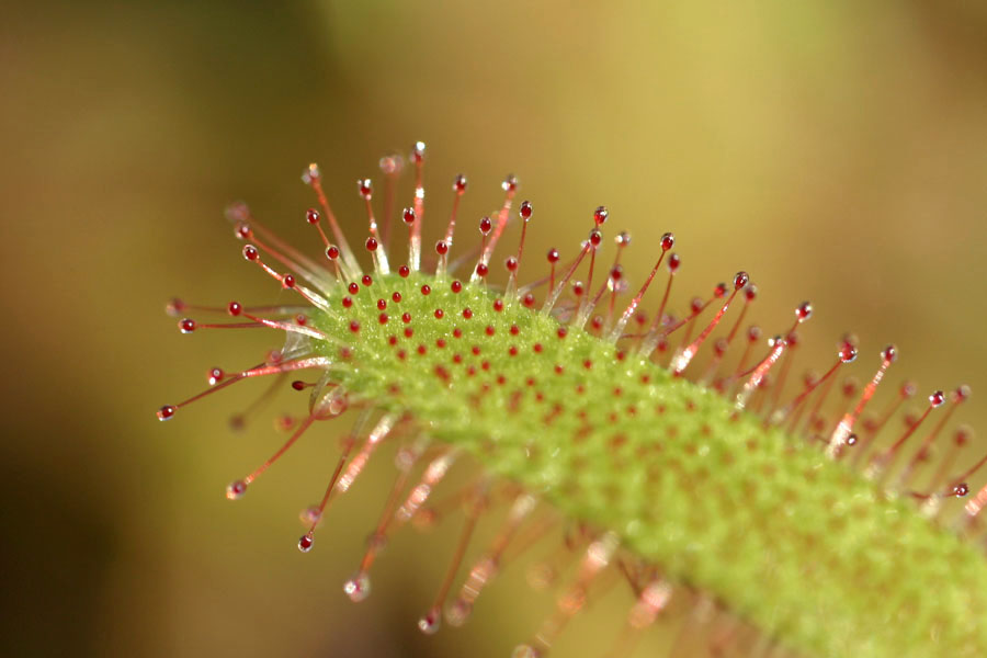 Drosera_cap_12-2103_6545