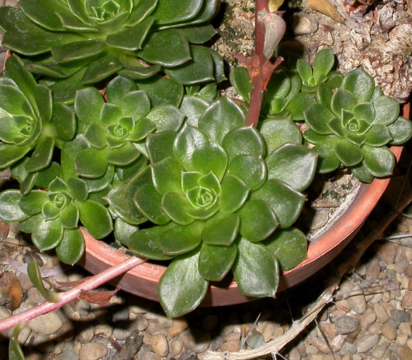 Echeveria_bel_7-2703_5864