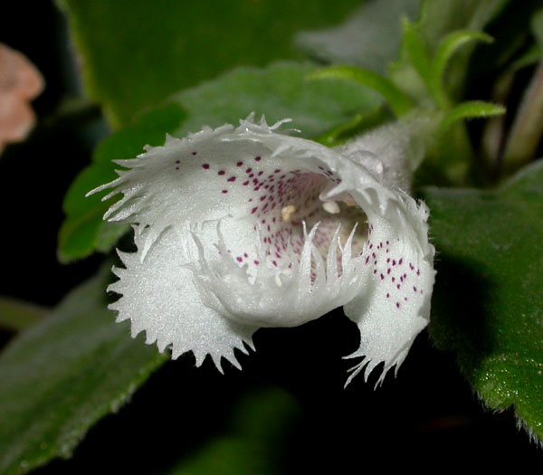 Episcia_dian_7-2703_5789