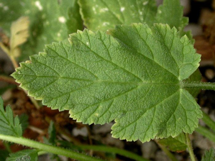 Ero_cazorlanum_6-03_3255