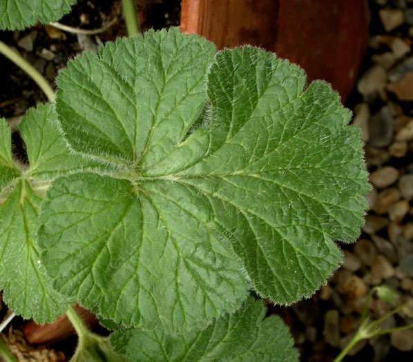Ero_trifolium_6-03_3247
