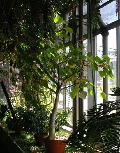 Ficus_rel_4-303_0525