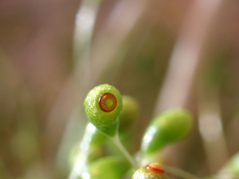 Funaria_hyg_12-2103_6456