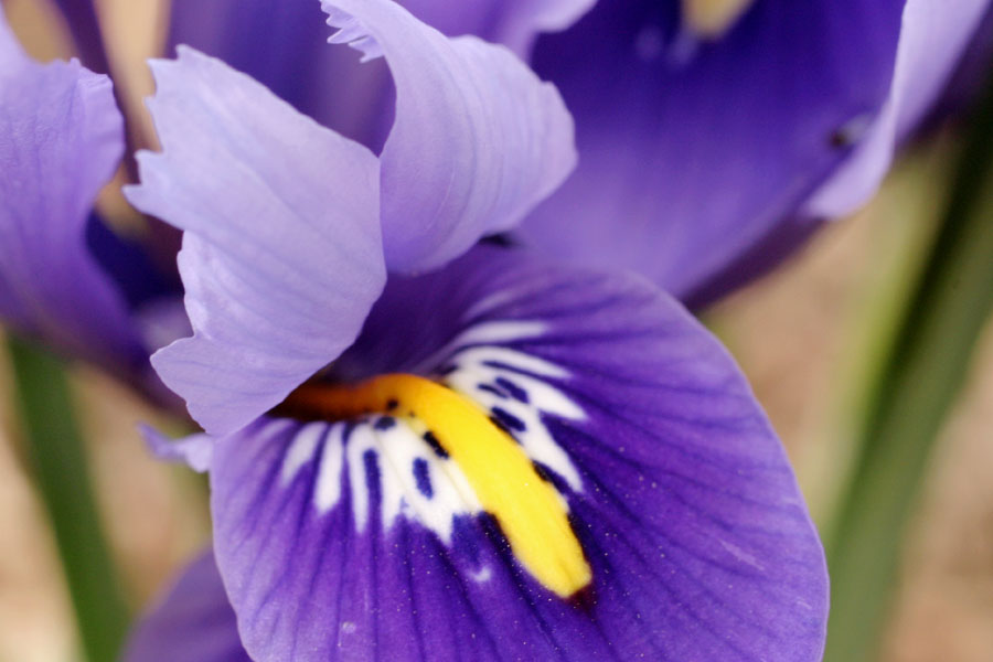 Iris_retic_3-704_0301