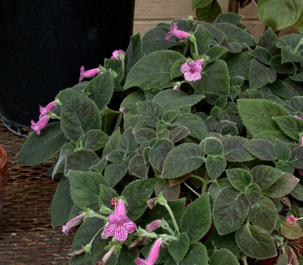 Kohleria_1-03_6298