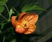 Abutilon_hy_11-2603_0295