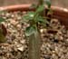 Adenium_ob_1-03_6275