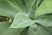 Agave_att_12-203_6202