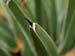 Agave_vi-re_12-203_6167