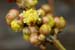 Cornus_mas_3-404_0027