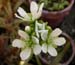 Dionaea_mus_4-03_0551