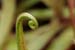 Drosera_ade_12-1303_6344