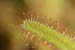 Drosera_cap_12-2103_6545