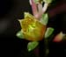 Echeveria_bel_7-2703_5863