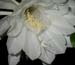 Epiphyllum_11-1803_7709