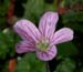Ero_chamaedrioid_4-03_0988