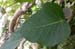 Ficus_rel_4-303_0512