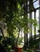 Ficus_rel_4-303_0525