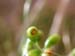 Funaria_hyg_12-2103_6456