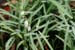 Galanthus_3-404_0054
