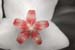 Hoya_bella_1-2304_7750