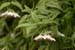Hoya_bella_1-2304_7758