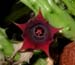 Huernia_ken_7-2703_5840