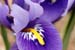 Iris_retic_3-704_0301