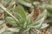 Kleinia_ful_1-2304_7863
