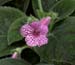 Kohleria_1-03_6297