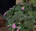 Kohleria_1-03_6298