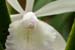 Laelia_lind_1-2304_7803