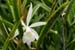 Laelia_lind_1-2404_7793
