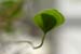 Marsilea_2-704_8669