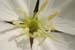 Oenoth_caesp_2-2004_9158