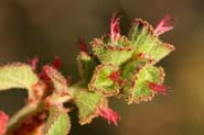 Acalypha_cal