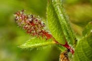 Acalypha_phleoides