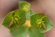 Euphorbia_brach